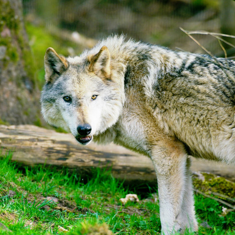 Alternativer Wolf- und Bärenpark