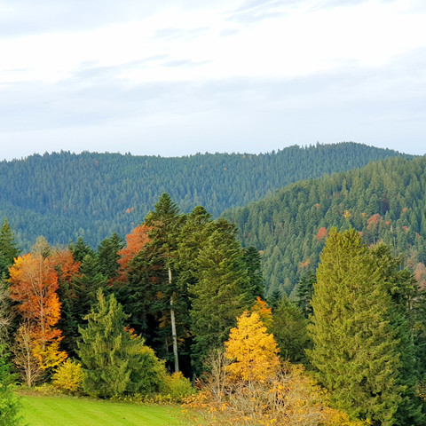 Waldbaden